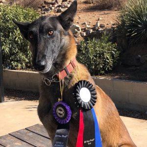 winning canine with awards