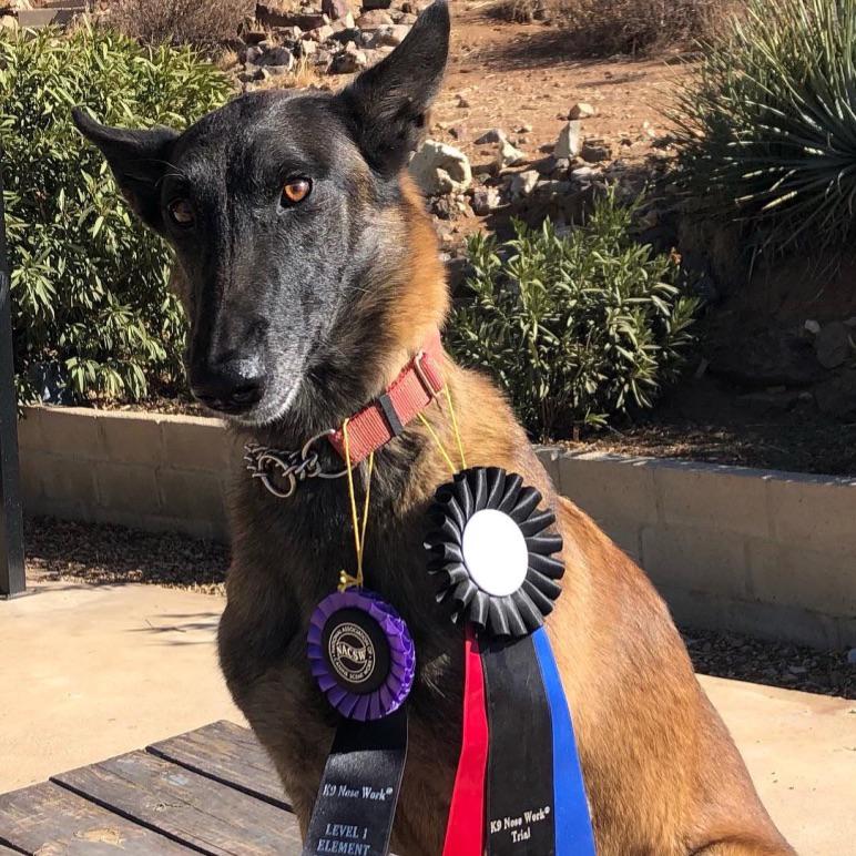 A dog earning award ribbons