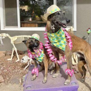 tropical vacation costume dogs