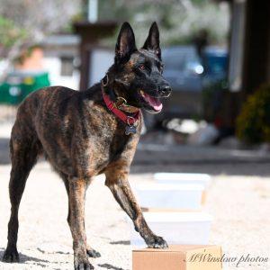 scentwork dog finding box