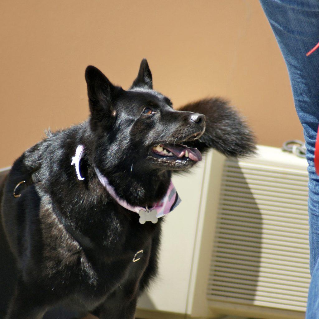 A large dog with a shiny black coat