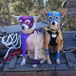 dogs in luchador costume