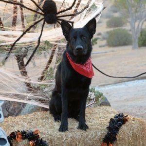 cute black halloween dog