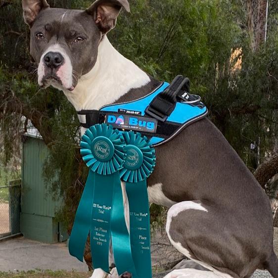 A dog with two teal award ribbons sitting and looking at the camera