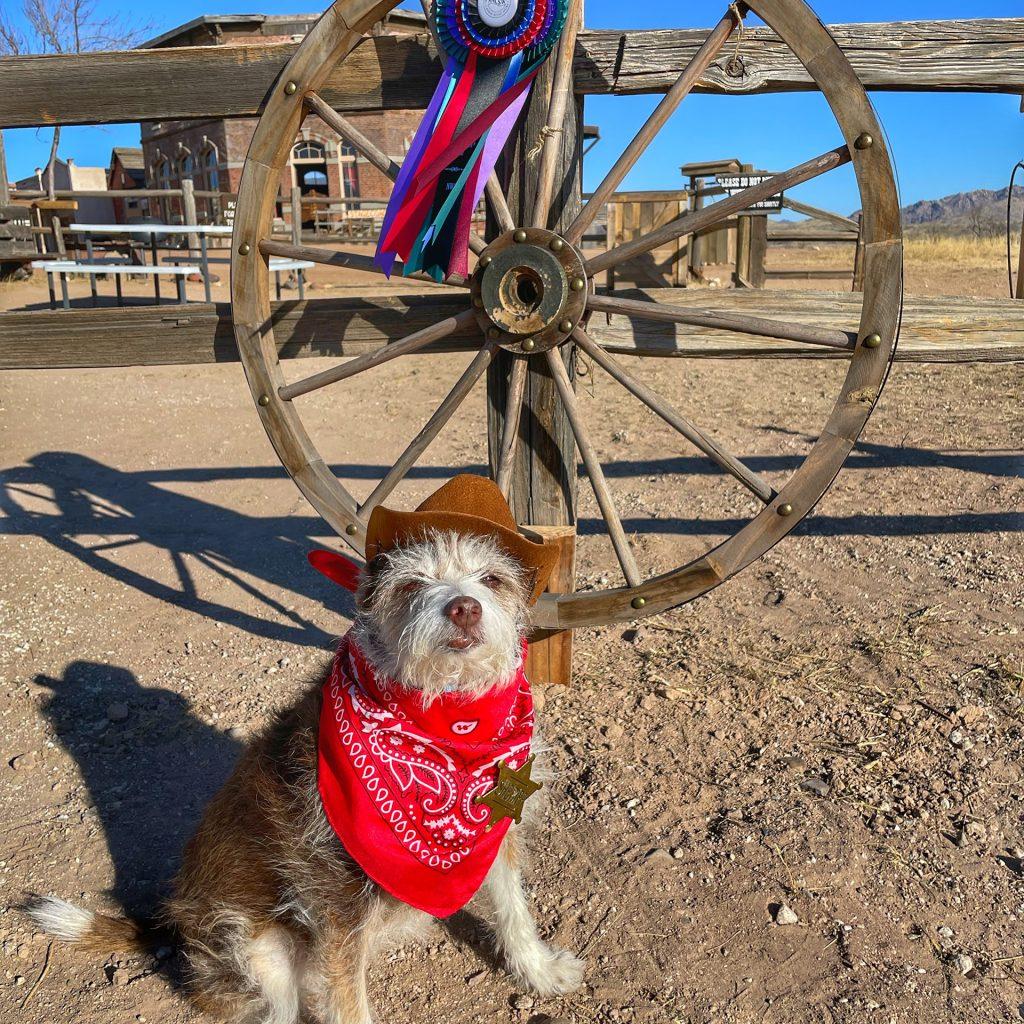 A dog wearing a brown hat and a red bandana
