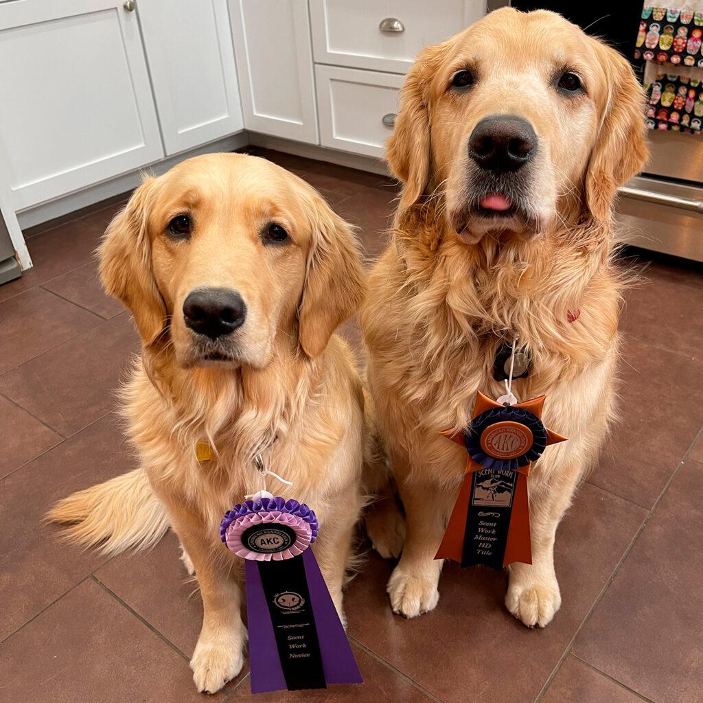 Two Golden Retrievers wearing award ribbons