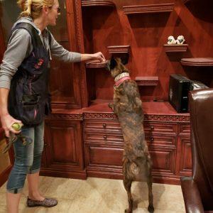 woman handler rewarding malinois dog