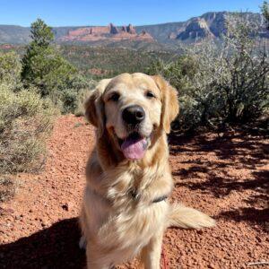 happiest golden retriever in nature hike