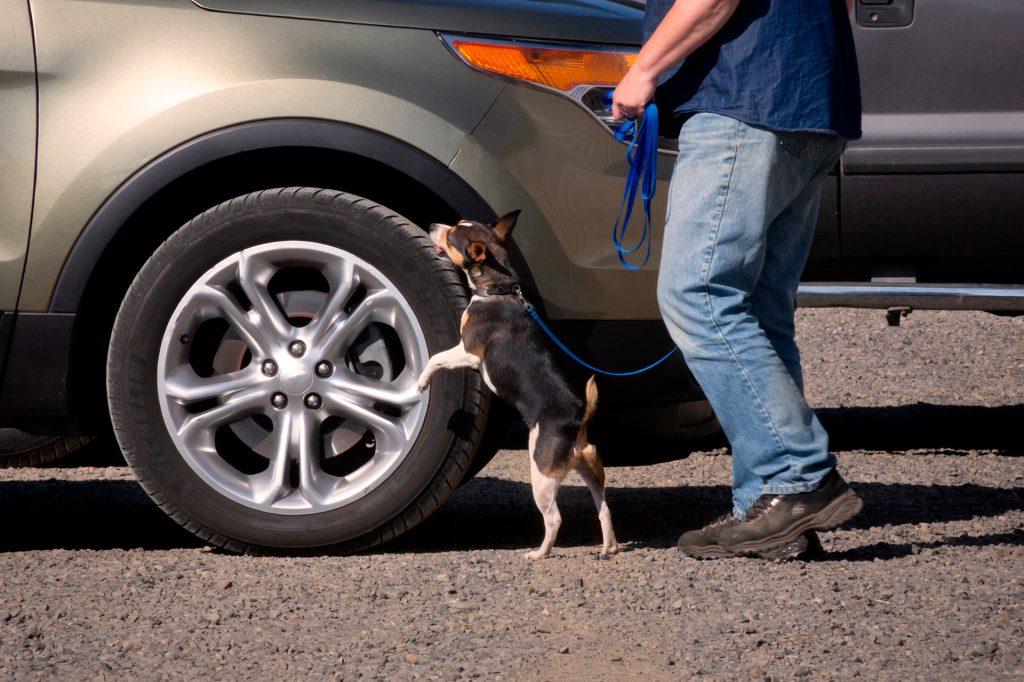 A dog with a leash smelling a vehicle’s wheel