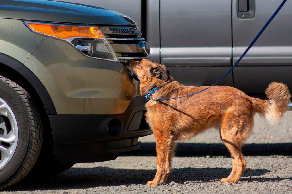 A dog with a leash smelling a vehicle’s bumper