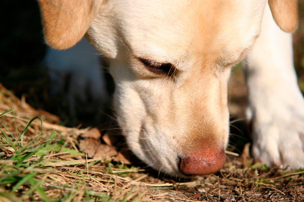 A dog sniffing the ground