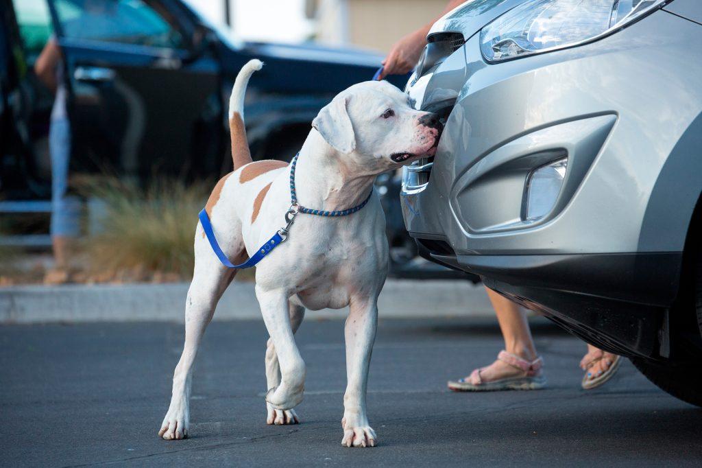 A dog sniffing the bumper of a car