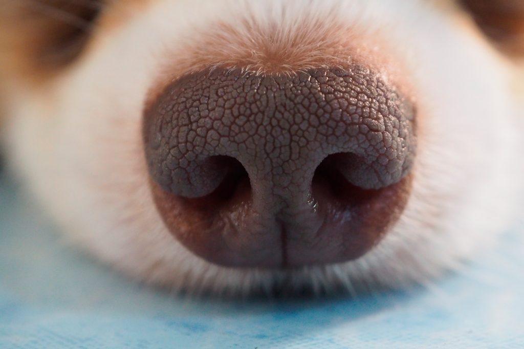 A close-up of a dog’s nose