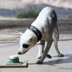 Scent dog sniffing odor vessel
